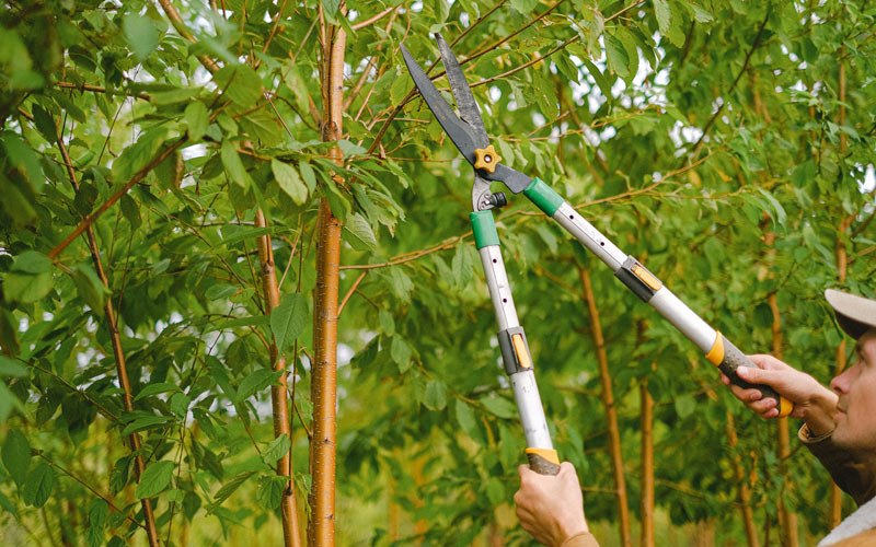 Tree trimming in Belle Chasse, LA